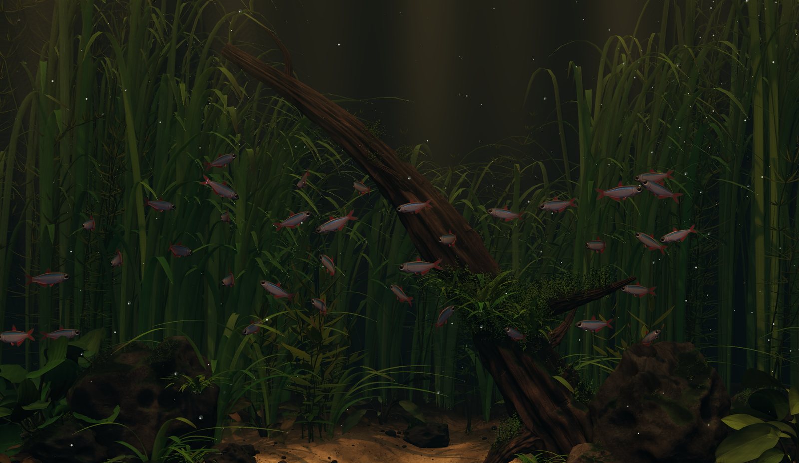 The aquarium in warm dusk light with thirty-six fish