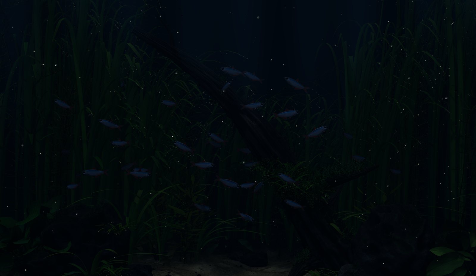 The aquarium at night, lit by moonlight, with a larger school of fish